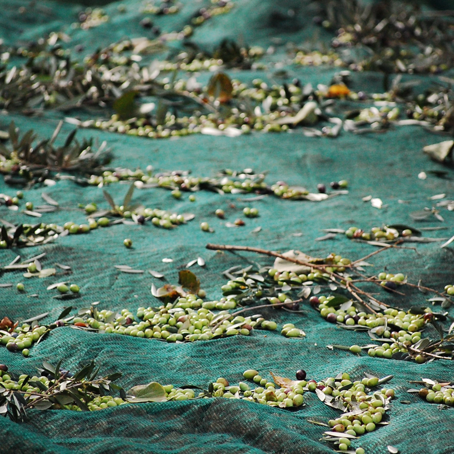 Honest Toil Olive Oil 3 Litre 6 Honest Toil Olive Oil 3 Litre