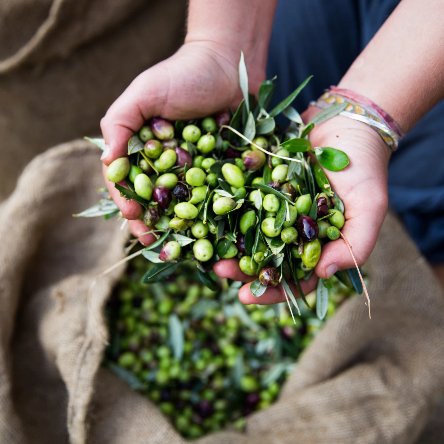 Honest Toil Olive Oil 3 Litre 7 Honest Toil Olive Oil 3 Litre