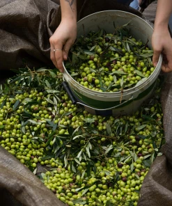 Honest Toil Olive Oil 3 Litre