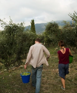 Honest Toil Olive Oil 3 Litre 9 Honest Toil Olive Oil 3 Litre