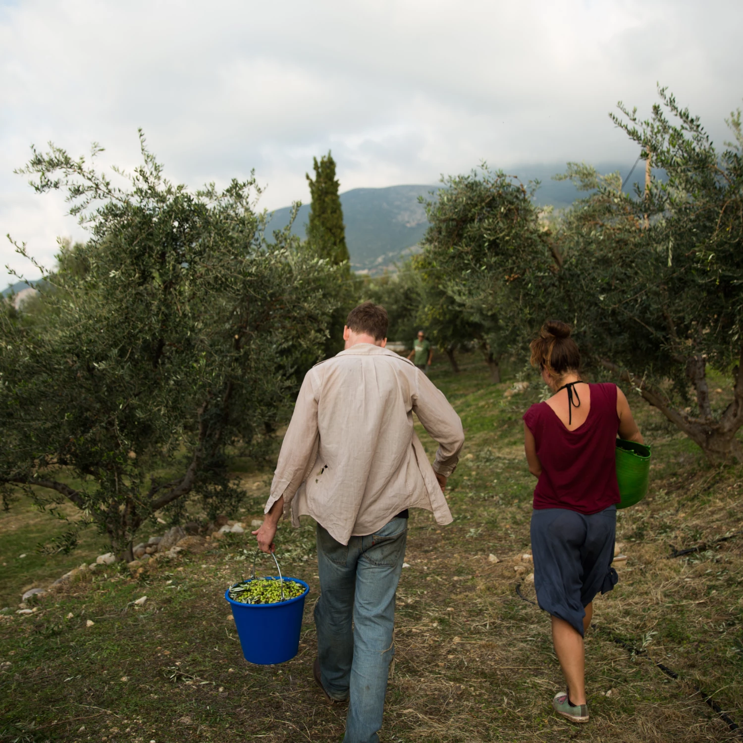Honest Toil Olive Oil 3 Litre 5 Honest Toil Olive Oil 3 Litre