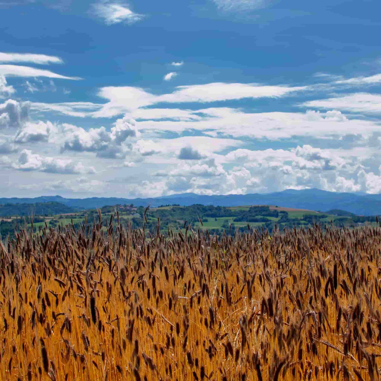 Ingredients Mulino Marino Organic 00 Flour 1kg 6 Ingredients Mulino Marino Organic 00 Flour 1kg